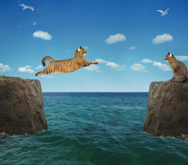 猫跳过了3号海峡图片下载