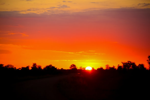 日落时树木的剪影图片下载