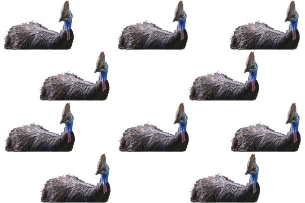 白色背景上一只成年食火鸡的头图片下载