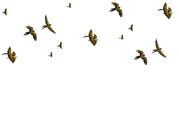 由在白色背景上飞行的蓝色鹦鹉组成图片下载