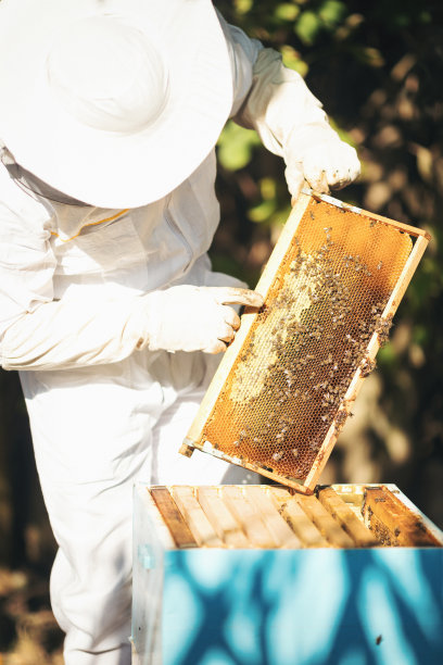 照料蜂箱的年轻养蜂人图片下载