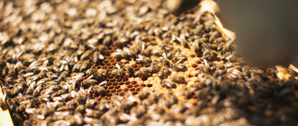 照料蜂箱的年轻养蜂人图片下载