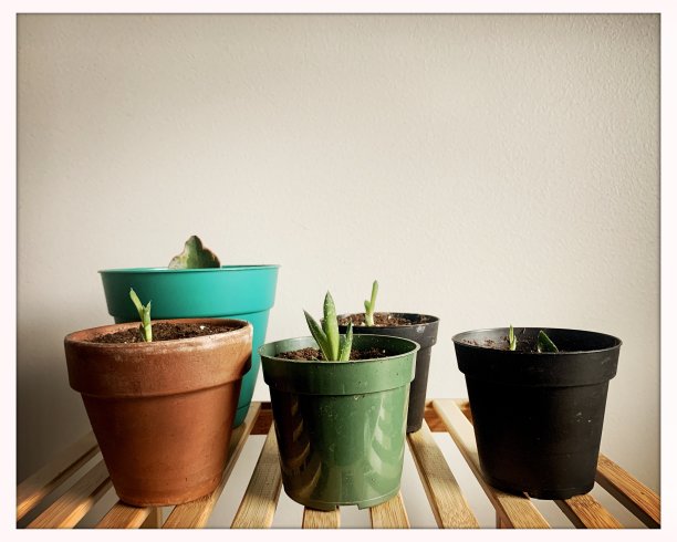 把插枝放在架子上的花盆里图片下载