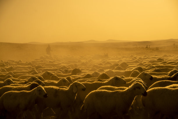 羊群在出生时被移走，在牧场放牧。温度高，周围都是灰尘图片下载