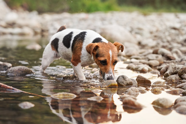 小杰克罗素犬在浅水中圆形的白色石头上行走，午后的阳光反射在水面上图片下载
