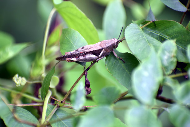 美丽的图片草飞虱和绿色的叶子图片下载