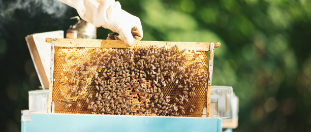 照料蜂箱的年轻养蜂人图片下载