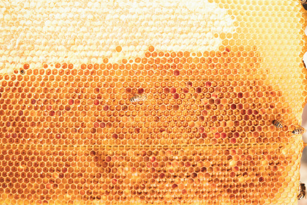 照料蜂箱的年轻养蜂人图片下载