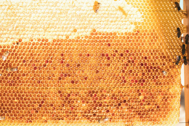 照料蜂箱的年轻养蜂人图片下载