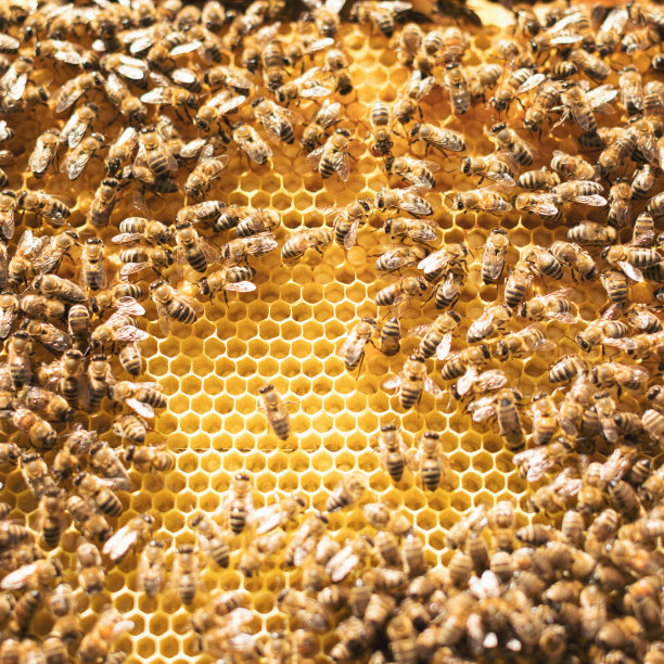 照料蜂箱的年轻养蜂人图片下载