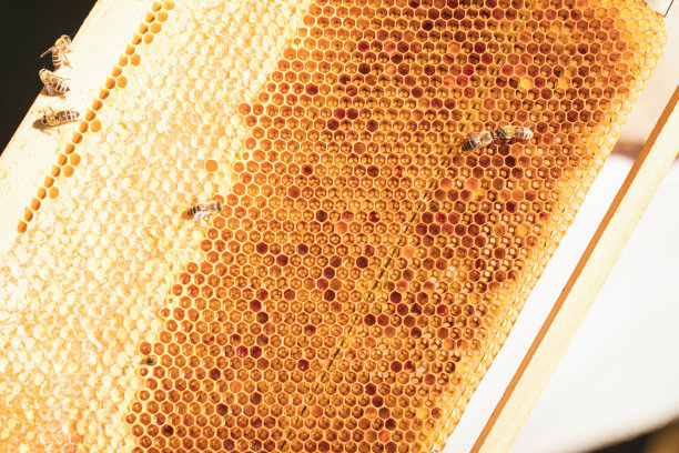 照料蜂箱的年轻养蜂人图片下载