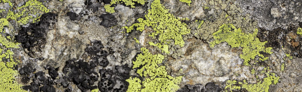 抽象的背景，石头和苔藓纹理。黄色和灰色隔离背景图片下载