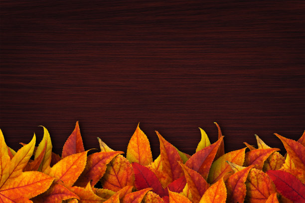 色彩斑斓的秋天树叶在深色的木制背景上图片下载