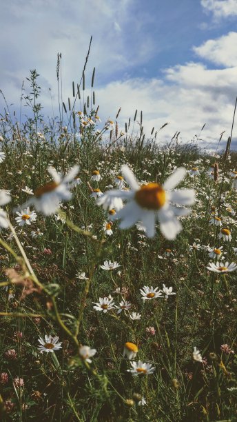 风景如画的雏菊田图片下载