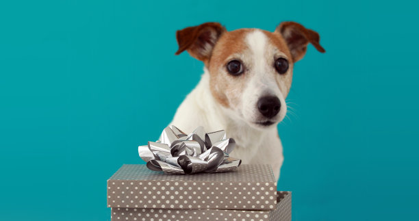 有趣的杰克罗素小猎犬小狗与棕色和白色的毛图片下载