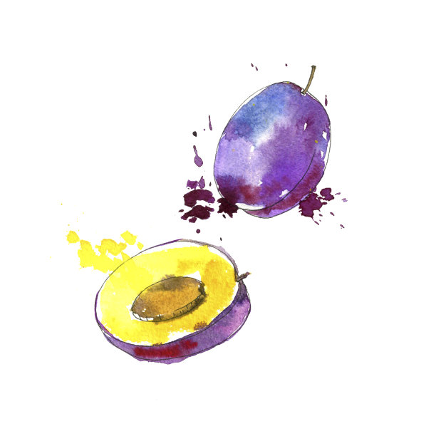 水彩绘画李子图片下载