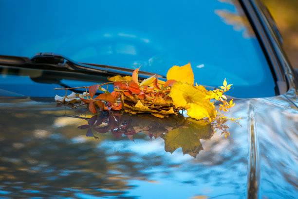下降。汽车引擎盖上五颜六色的秋叶。图片下载