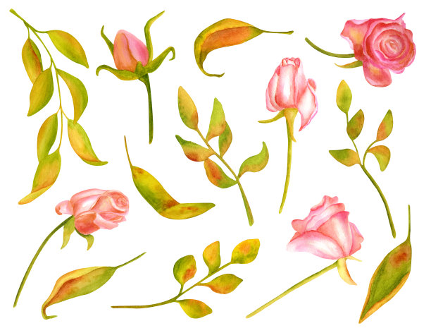水彩干叶和玫瑰集。手绘黄色花元素和粉红色的花蕾孤立在白色的背景。植物剪纸收集卡，邀请，装饰，婚礼。图片下载