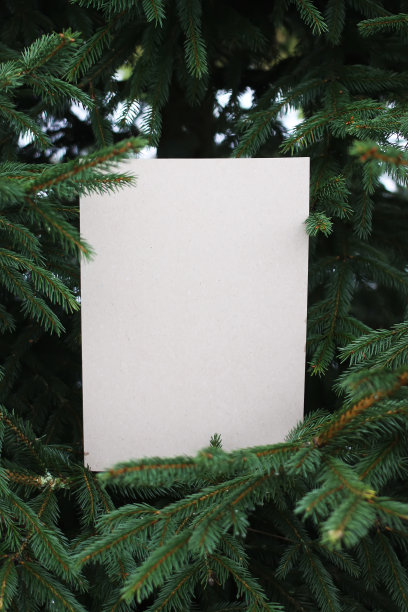 杉树与纸卡图片下载