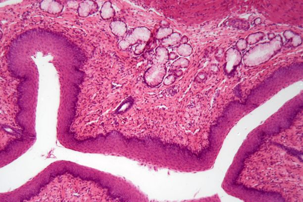 狗食道细胞的显微镜照片图片下载