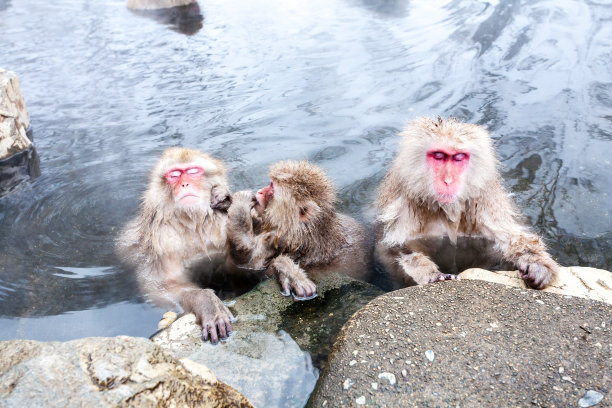 三只雪猴坐在温泉里(野雪猴公园)，日本长野县。图片下载