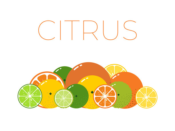 矢量柑橘水果包装和切一半的柑橘在白色的背景图片下载