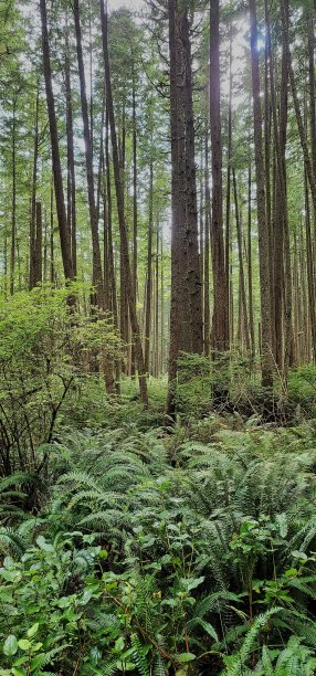 太平洋热带雨林图片下载