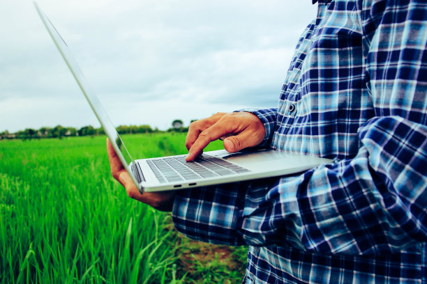 人们正在绿色的田野里研究和观察水稻品种的生长。图片下载