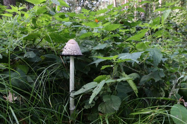 植物在野外生长的特写镜头图片下载