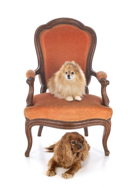 椅子上的小狗图片下载