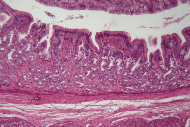 犬平滑肌细胞显微镜照片图片下载