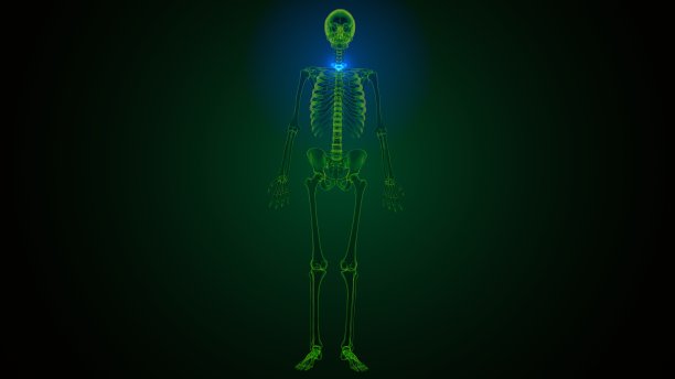 人体骨骼颈椎骨解剖的3d渲染图片下载