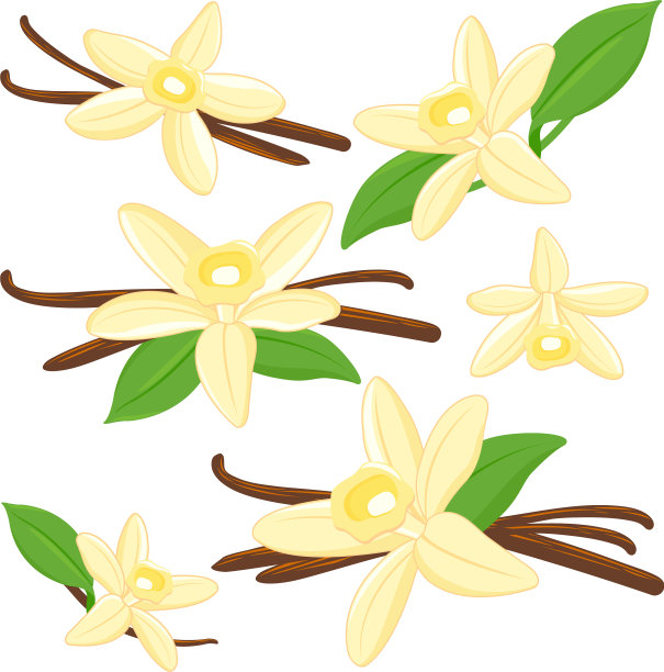 香草花和香草棒图片下载