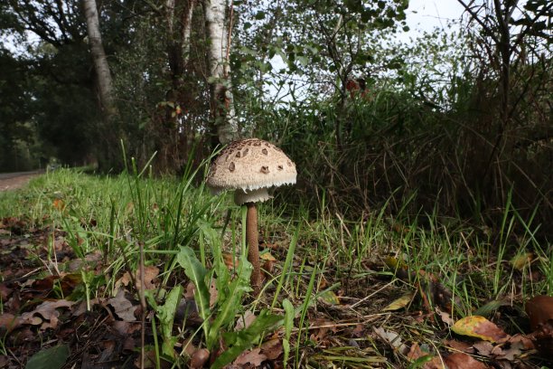 森林蘑菇特写镜头图片下载