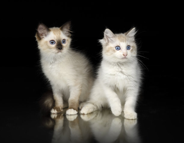 黑色背景上的布娃娃小猫图片下载