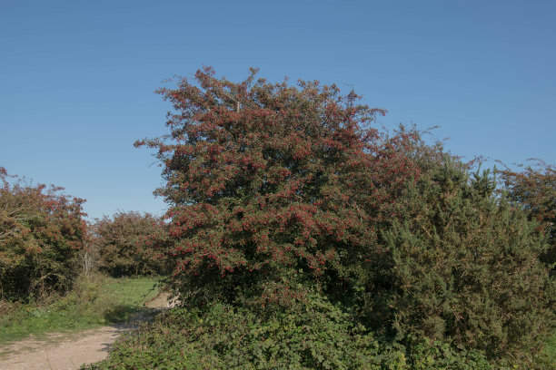 一种普通山楂树的秋天红浆果(山楂)，生长在英格兰西萨塞克斯南部丘陵的魔鬼堤的白垩草原上图片下载