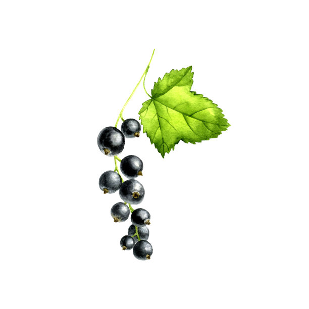 水彩黑醋栗浆果图片下载