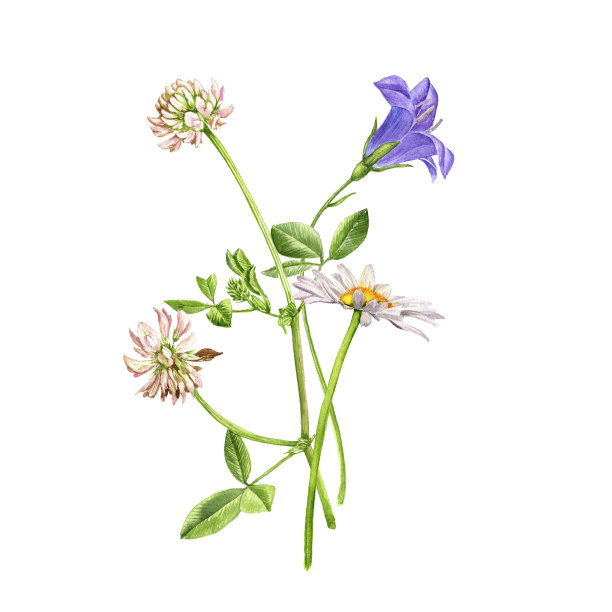 水彩画野花图片下载