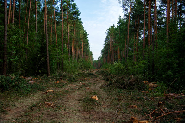 森林中堆积的松树原木。成堆的砍过的木头。原木，木材砍伐，工业破坏。图片下载