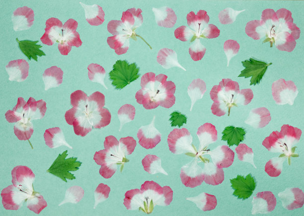 旧相册里的一页。剪贴簿元素装饰的叶子，花和花瓣花。贺卡，请柬和祝贺。用于剪贴簿，问候。图片下载