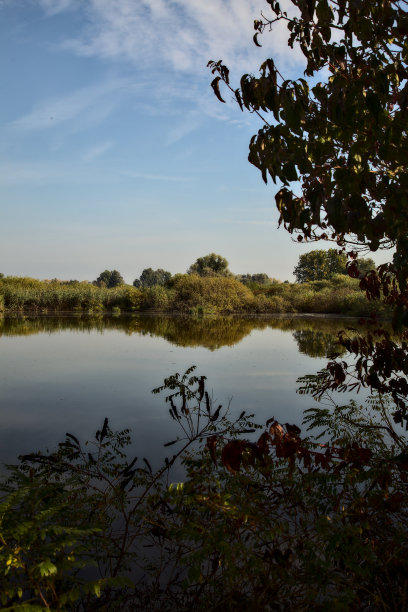秋天早晨的泥炭沼泽中的盆地图片下载