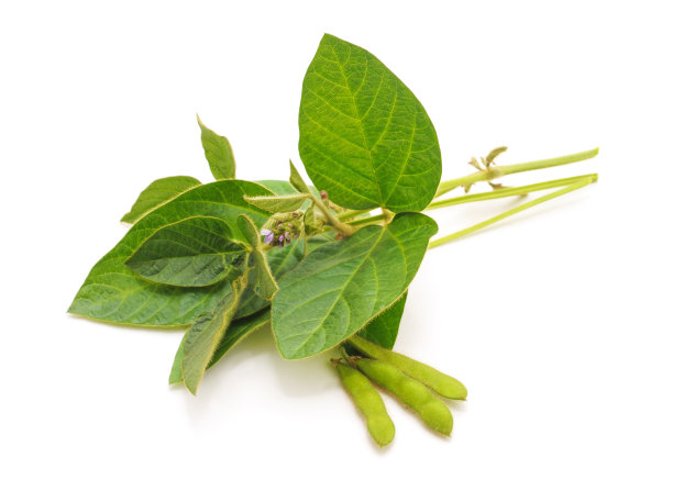 绿色大豆豆荚。图片下载