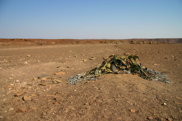 奇异Welwitschia生长在非洲红棕色的土壤上图片下载