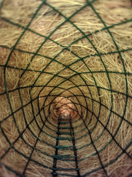 树纤维图片下载