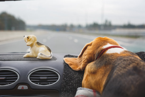 那只狗坐在汽车的前座，看着窗外。图片下载