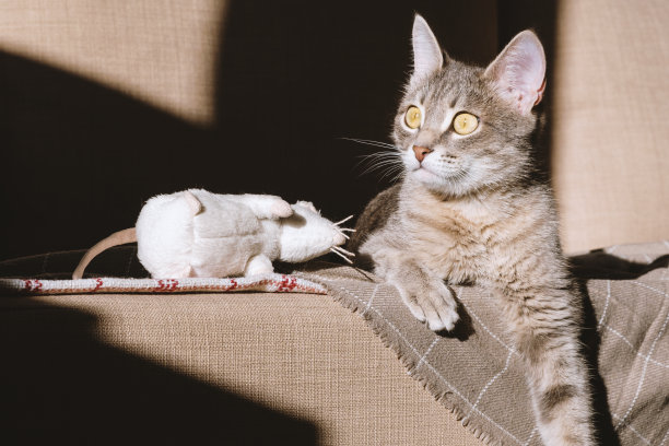一只漂亮的带条纹的灰猫，黄眼睛。一只家猫躺在沙发上玩着玩具老鼠。家里有只猫。图片为兽医诊所，关于猫的网站图片下载