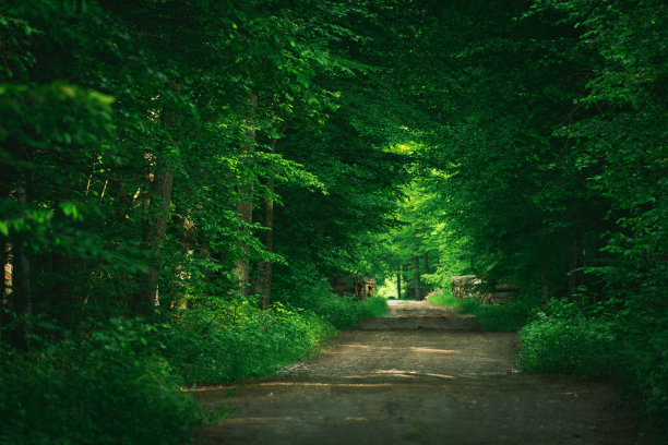 一条穿过绿色落叶林的路图片下载