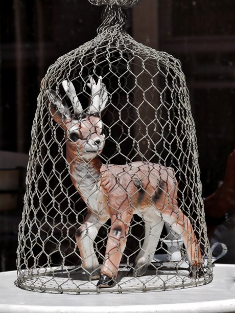 金属筐下的鹿图片下载