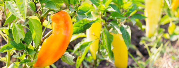 在灌木丛的背景胡椒。图片下载