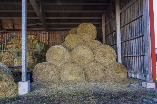 特写的滚动干草收获的冬天。畜牧业的概念。图片下载